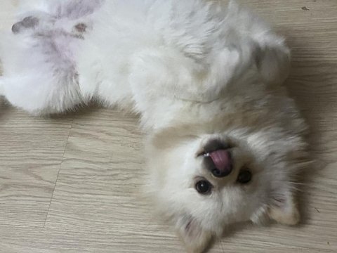 Pomeranian bebisim yeni yuvasını arıyor