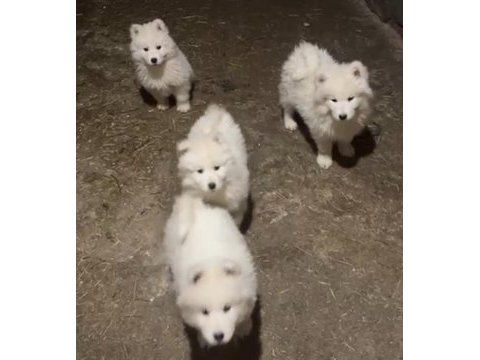 Samoyed yavrularımız