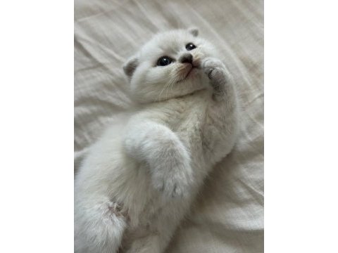1.5 aylık tuvalet eğitimli mavi gözlü scottish fold