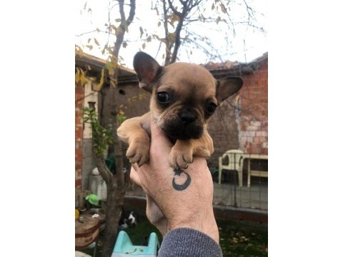 Uygun french bulldog yavrularımız yeni yuvasına hazır