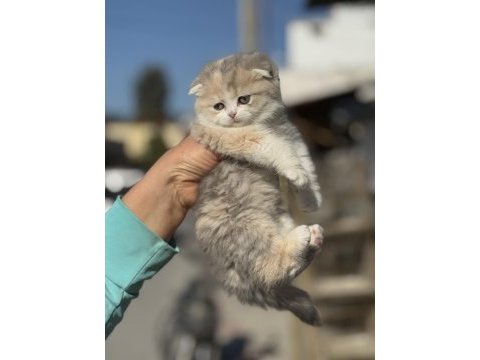 A kalite tricolor dişi scottish fold yavrumuz