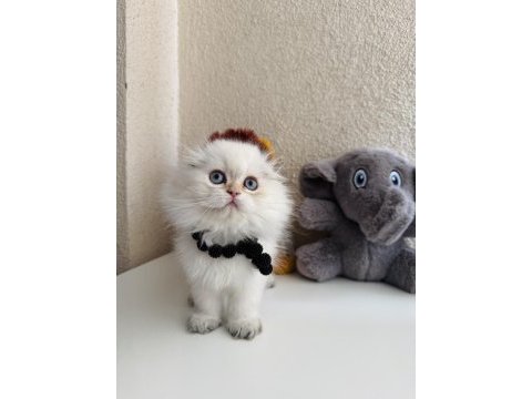 Scottish fold longhair