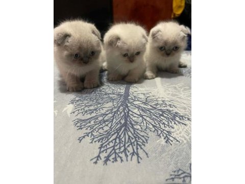 British shorthair blue point ve gri bebeklerimiz