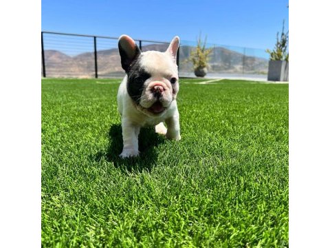 Pirate french bulldog puppies eğitimli