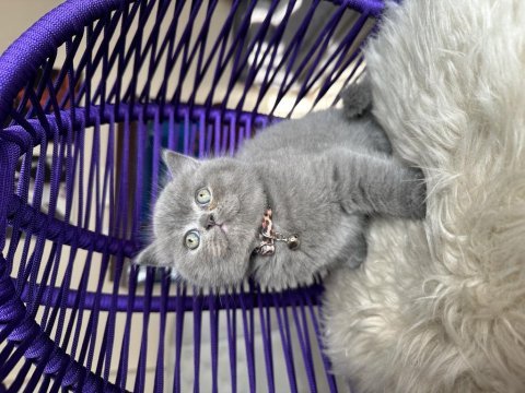 British shorthair safkan yavru