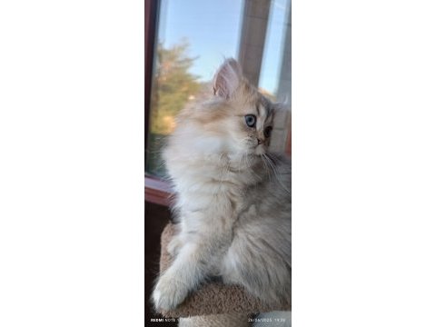 British longhair dişi