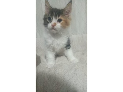 Maine coon dişi yavru 2 aylık