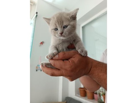 Orjinal british shorthair yavrularım