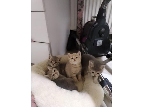 Minnoş yavru kedilerimiz