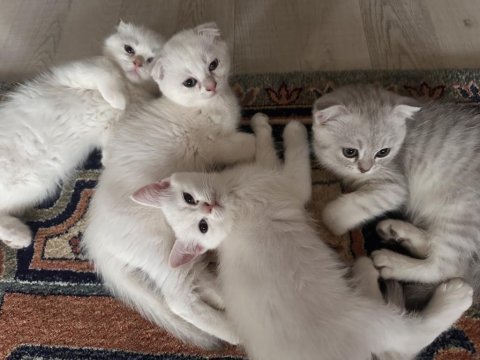 Scottish fold bebekler yeni yuvalarına teslime hazır.