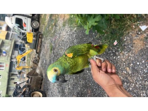 Konuşan amazon papağanı