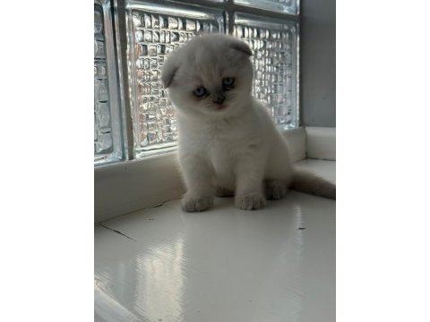Yeni doğmuş minik british shorthair yavrular