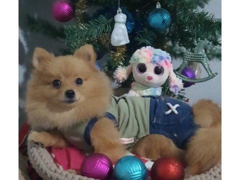 Orjinal pomeranian şecereli