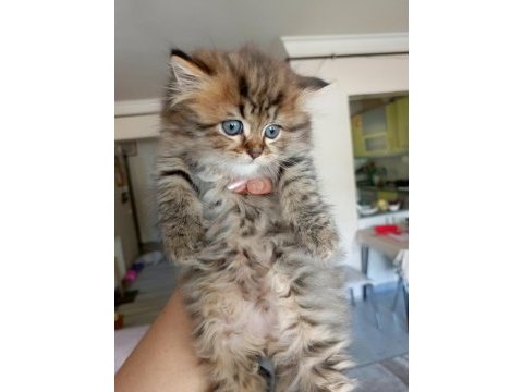 British longhair kedimiz