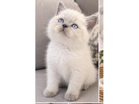 Aaa kalite erkek bebek kedilerim