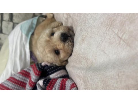 54 günlük dişi poodle