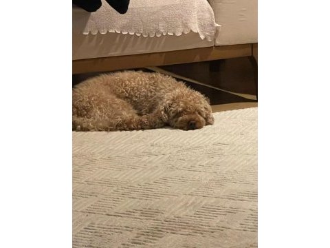2 yaşında eğitimli toy poodle