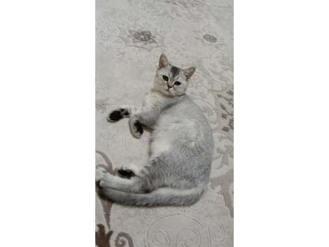 2 aydan küçük british shorthair yavrular