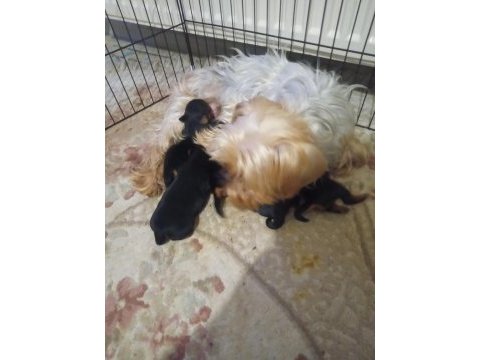 Yorkshire terrier yavrularımıza yuva arıyoruz
