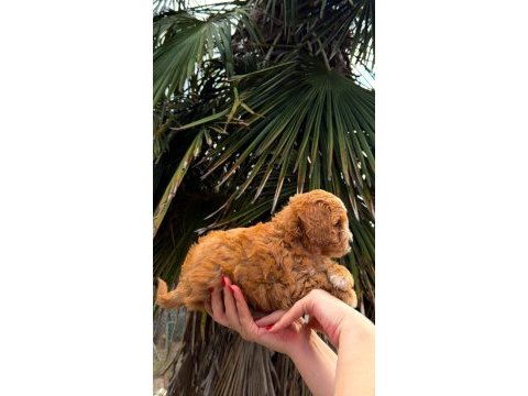 Orjinal teacup boy maltipoo