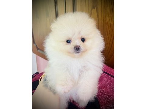 Pomeranian ayı surat bebekler