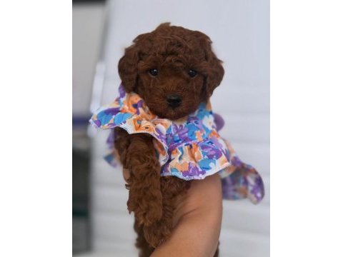 Özel toy poodle yavruları görüntülü görün