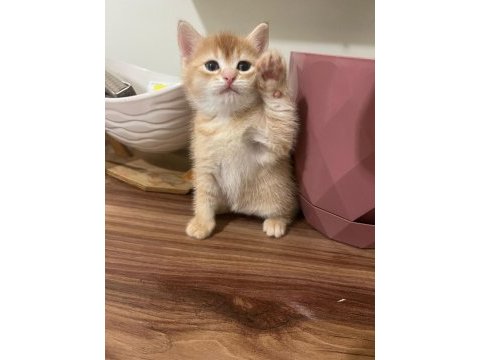 Maşallah british shorthair yavrumuza