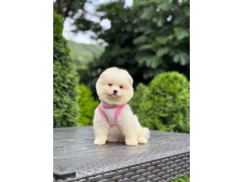 Sevimli pomeranian boo köpekler