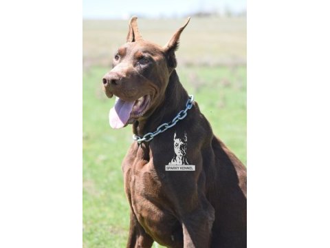 Von dadashov soylu doberman bebekler