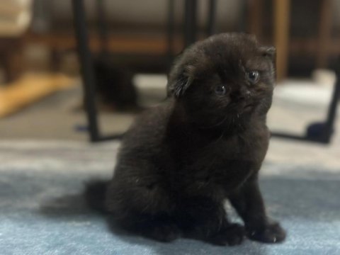 British shorthair bebekleri