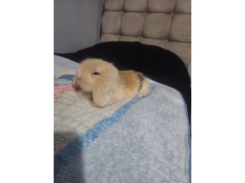 Dünya tatlısı ev neşesi lop tavşanımız