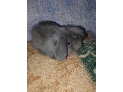 Teddy lop tavşan yavrular mavi göz