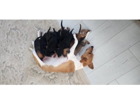 Afrika kökenli köpeğimizin yavruları