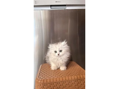 Chinchilla miniklerimiz