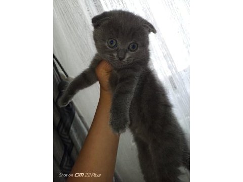 Dişi 2 adet scottish fold