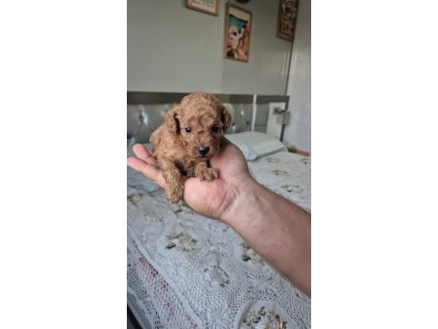 Seker mınık poodle köpekler