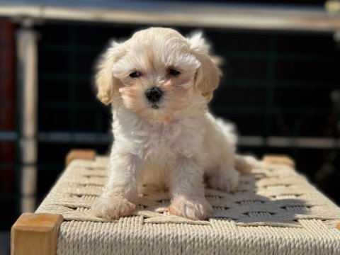Petmode köpek çiftliğinden tea cup maltipoo