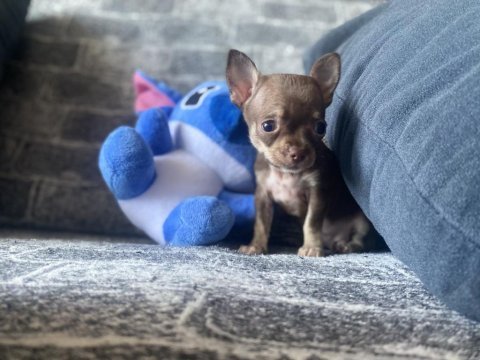 Kg garantili teacup chihuahua dişi
