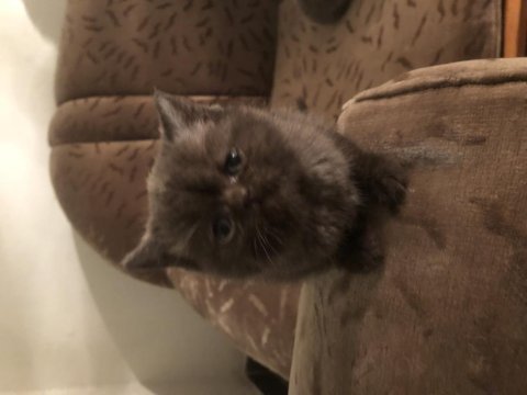 British shorthair bir aylık