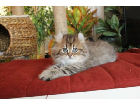 American curl türkiyede tek safkan şecereli zeki oyuncu