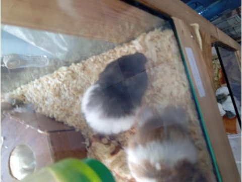 Yavru hamsterlar