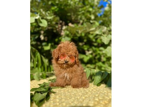 Tüy dökmez koku yapmaz poodle yavrular