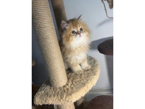 British longhair golden by12 dişi