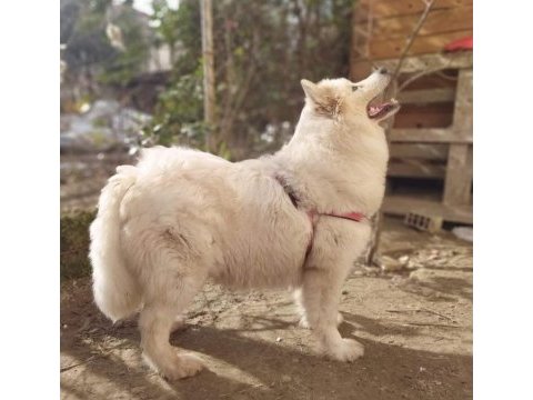 Üretim için safkan samoyed acil sahiplendirme
