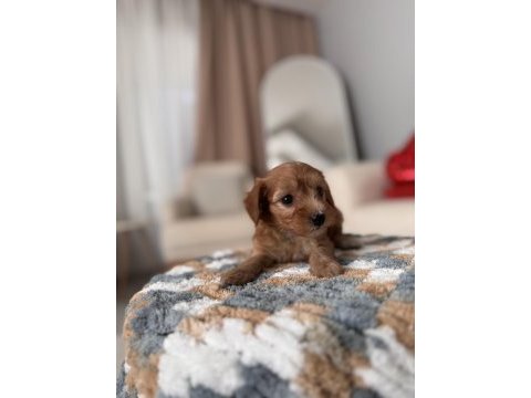 Minik maltipoo