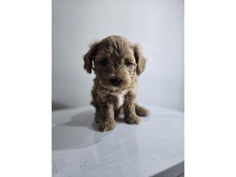 Orjinal teacup maltipoo yavrular