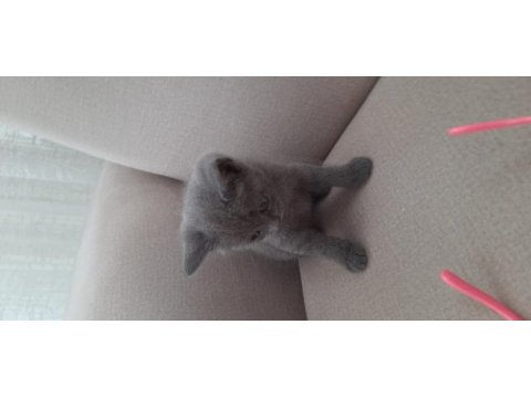 A kalite british shorthair gri