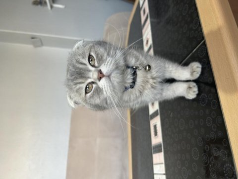 10 aylık erkek scottish fold tabby