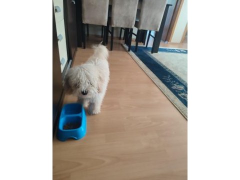 Sevimli toy poodle