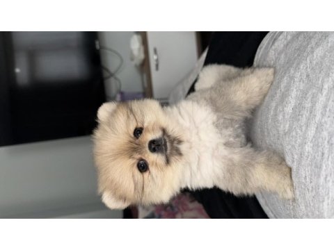 3 aylık pomeranian boo dişi